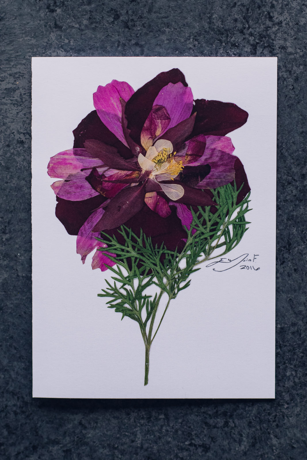 Burgundy Columbine Greeting Card