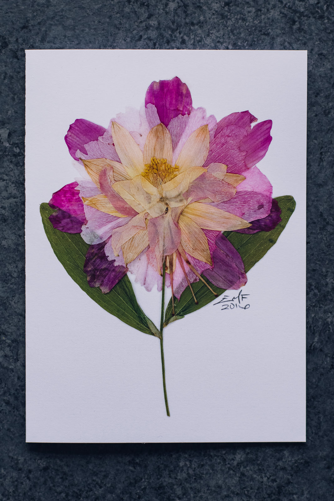 Pink Columbine Greeting Card