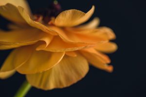 yellow ranunculus