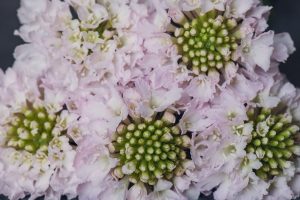 light pink scabiosa