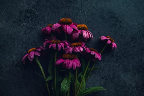 bunch of magenta echinacea