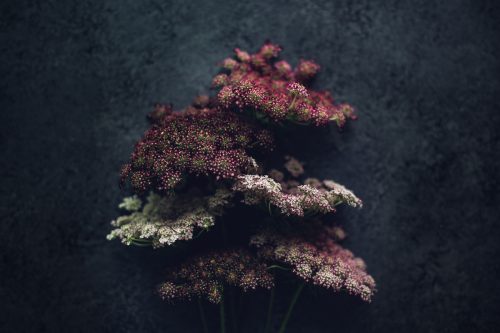 bunch of chocolate queen anne's lace