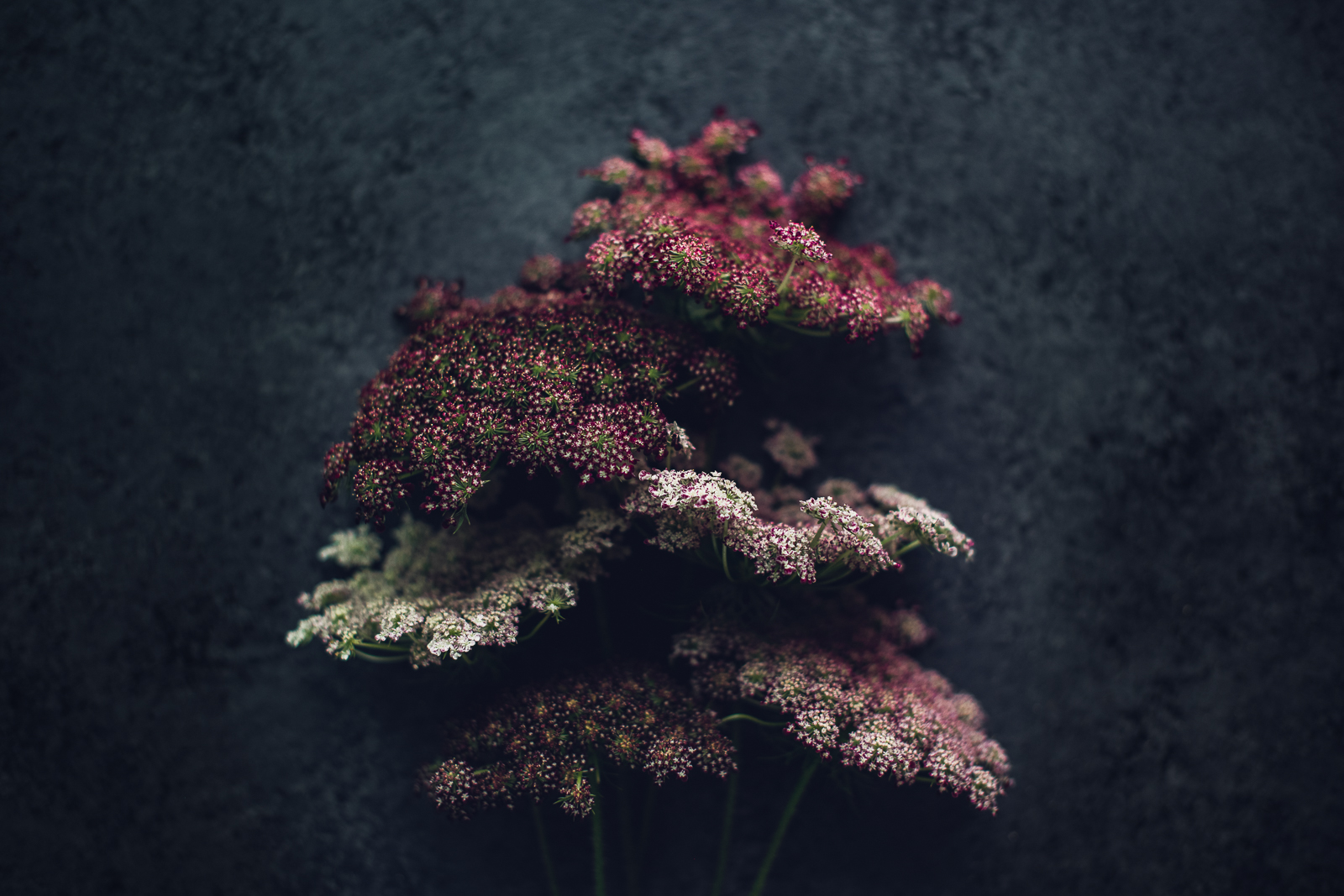 bunch of chocolate queen anne's lace