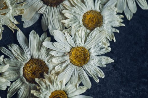 pressed daisies laid on a dark background
