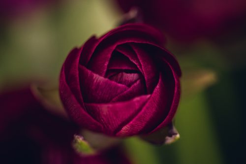 ruby red ranunculus bed just beginning to open