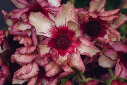 pink butterfly ranunculus bunch