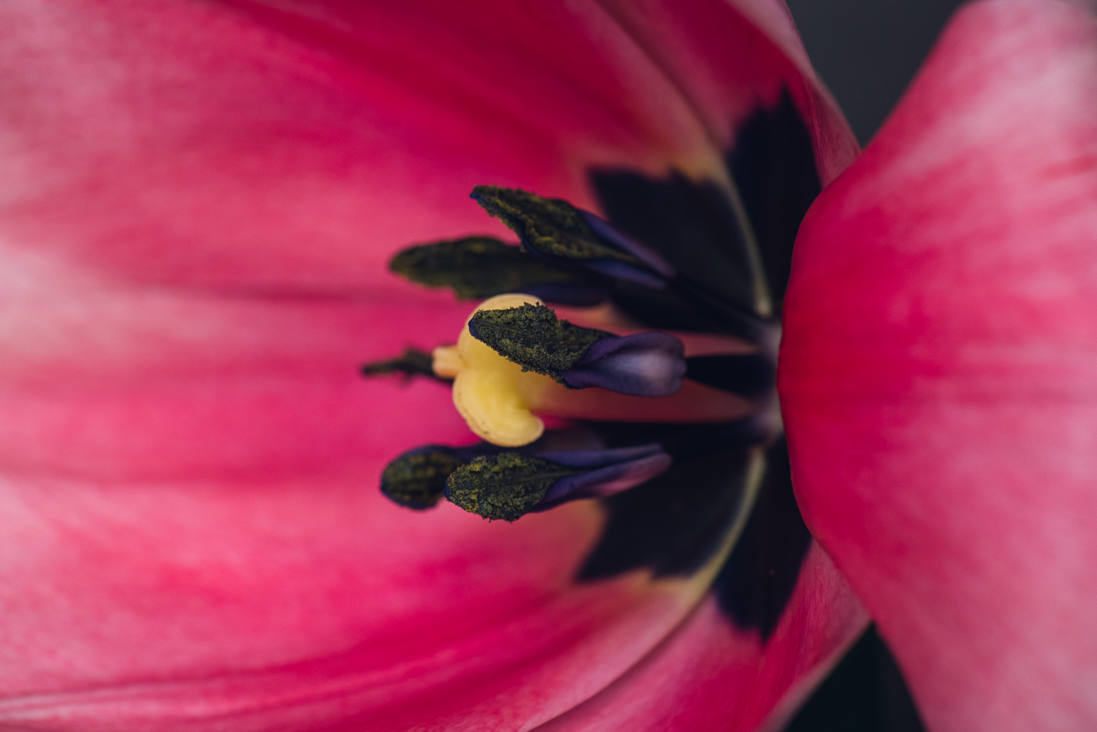 side view of the center of a bright pink tulip