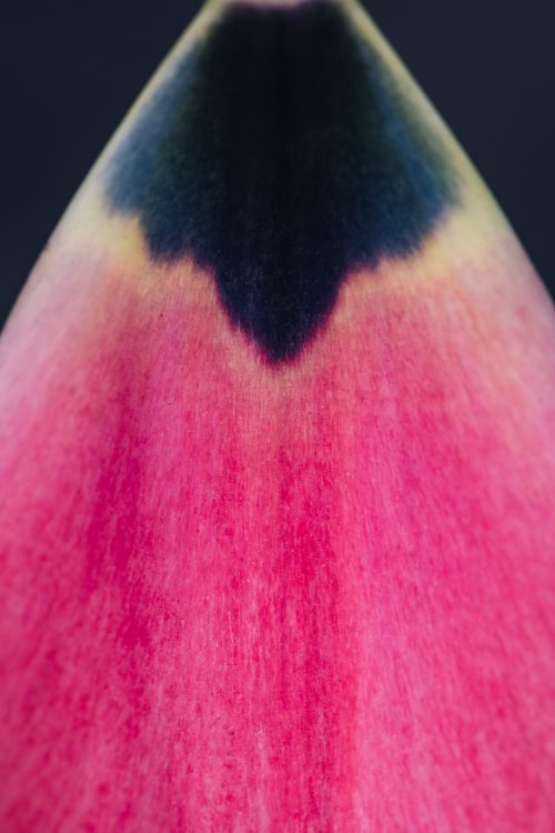 single hot pink petal from a tulip