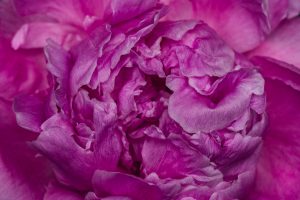 magenta peony petals filling the photo