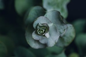 eucalyptus