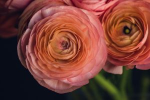 coral ranunculus