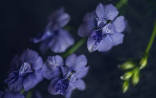 very peri pantone of the year larkspur flower