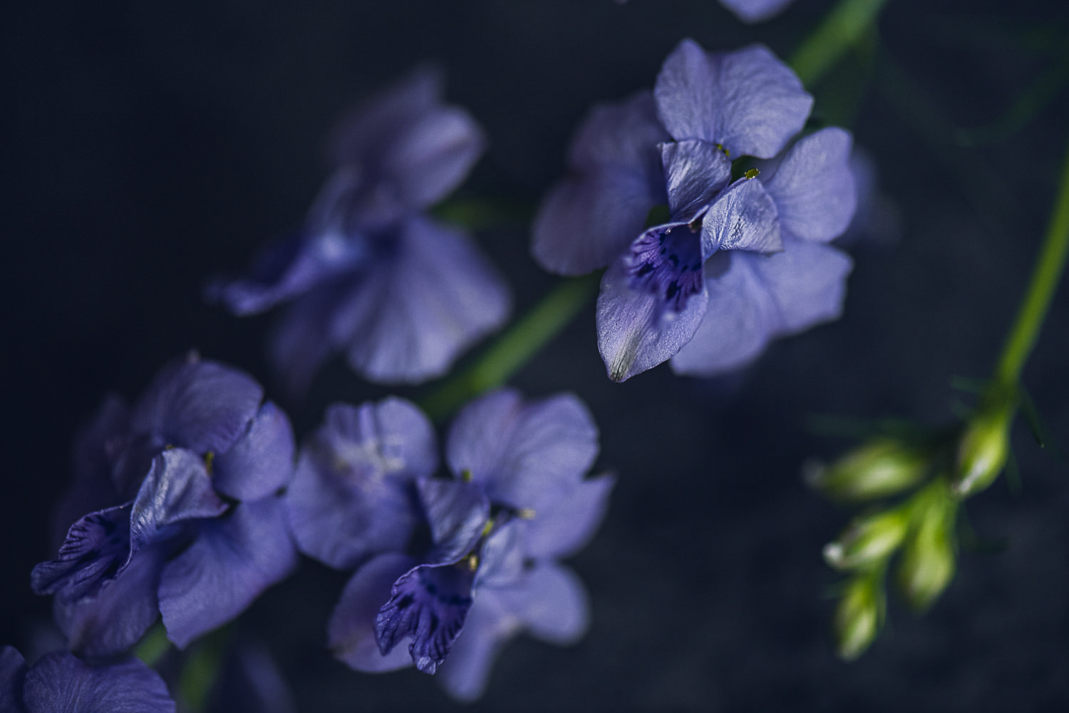 very peri pantone of the year larkspur flower