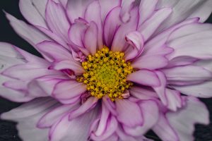 pink cosmos