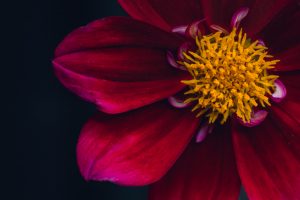 magenta dahlia