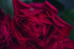 darcy rose