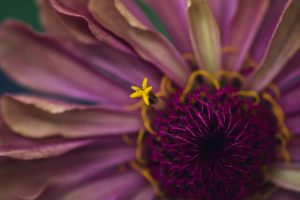 macro photo of a dusty pink zinnia