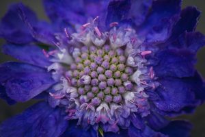 purple scabiosa