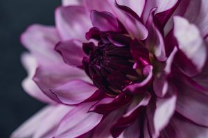 deep purple dahlia