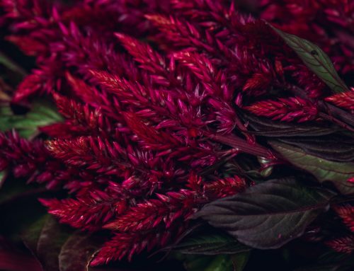 Viva Magenta Inspiration: 2023’s Pantone of the Year in Florals