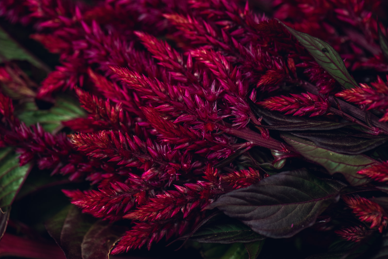 viva magenta flowers