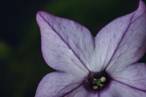 purple flower
