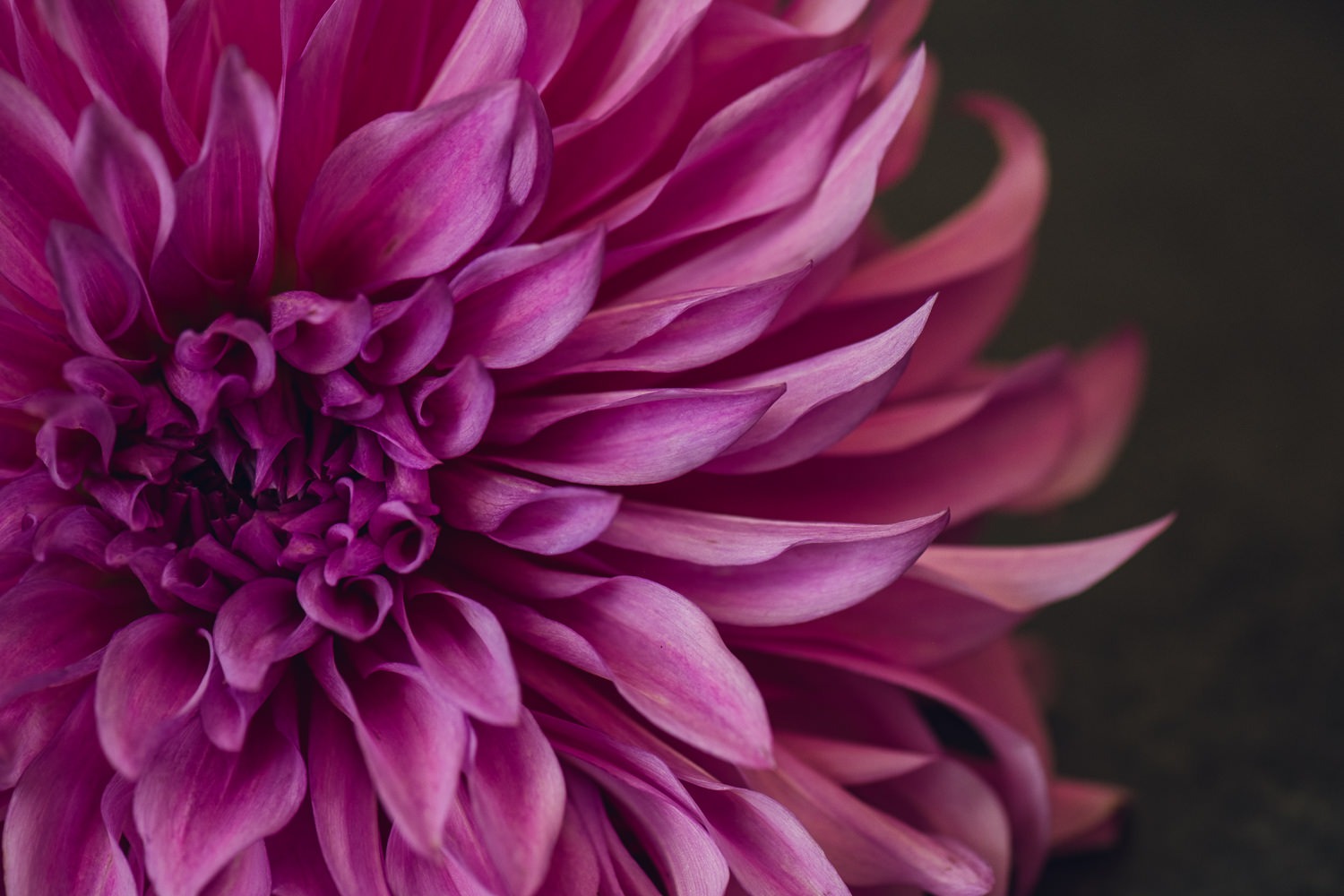Magenta Dahlia Floral Print