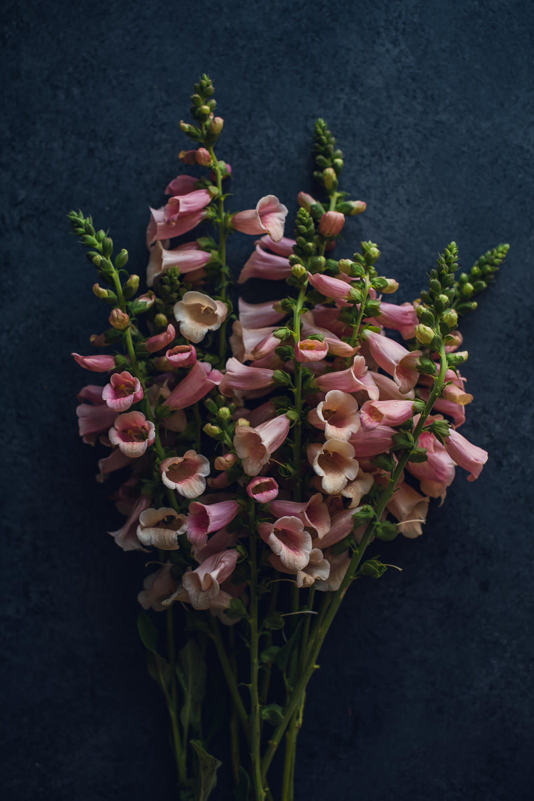 Pink Foxglove Floral Print