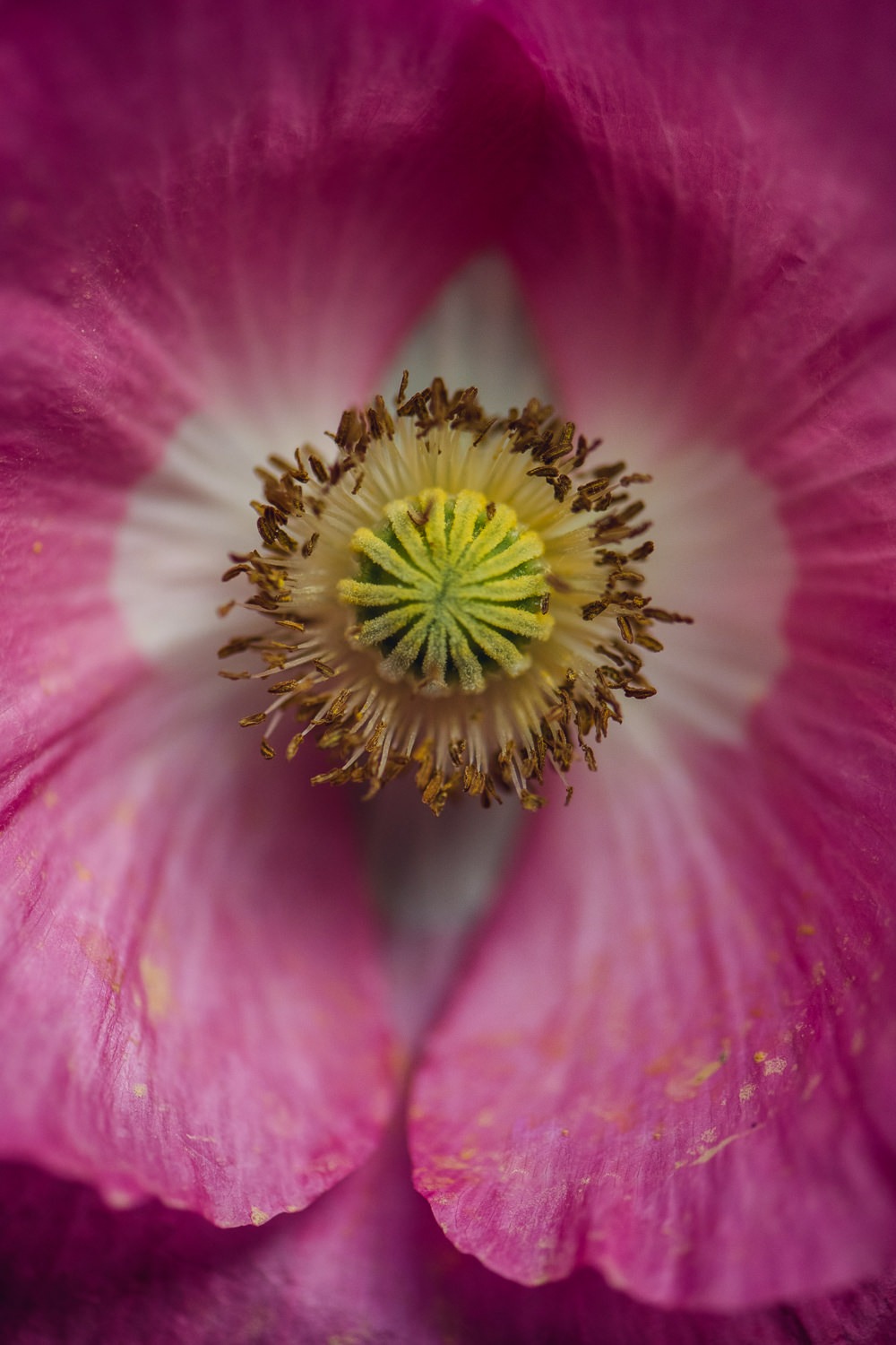 Pink Icelandic Poppy Floral Print
