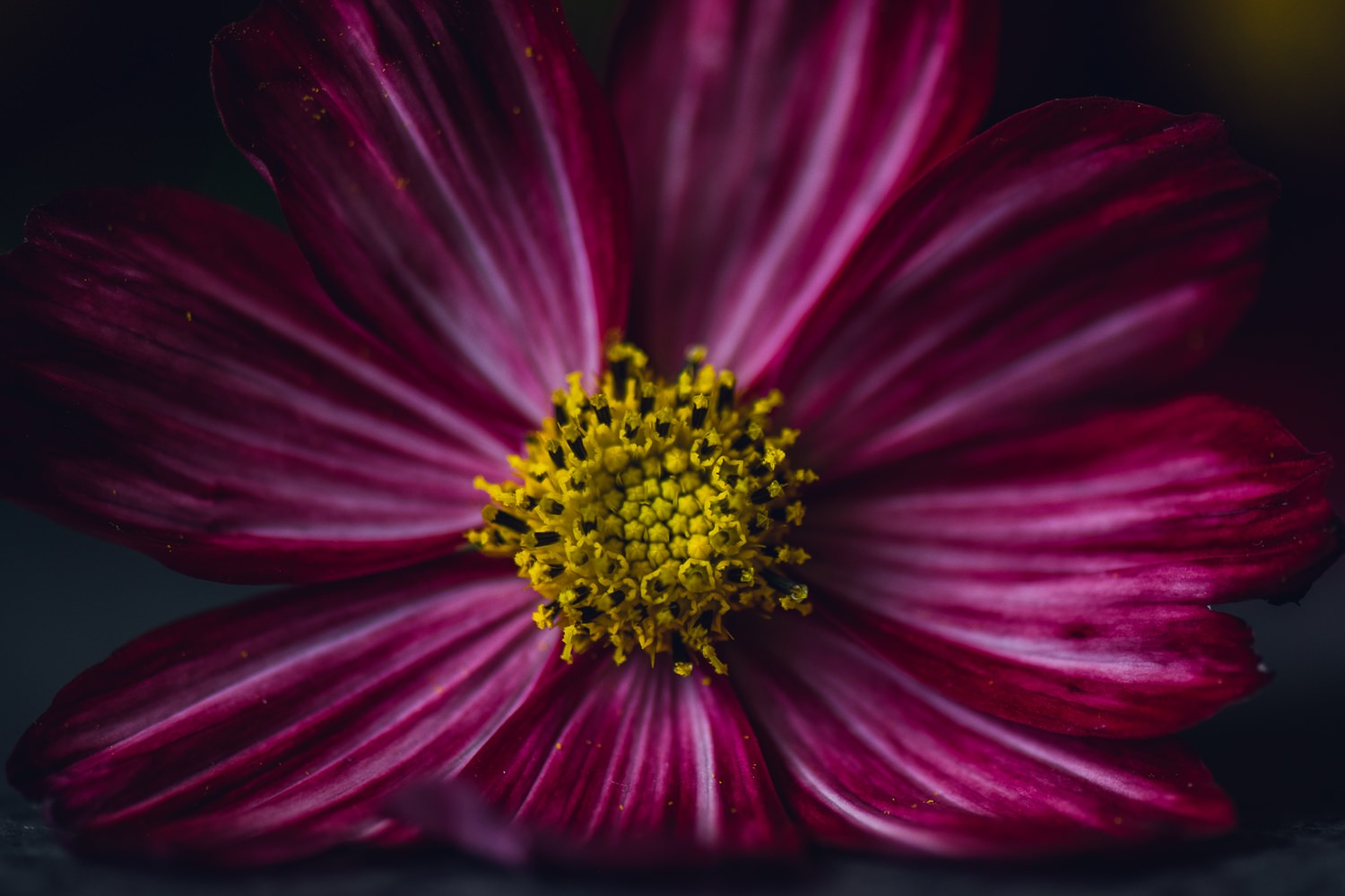 Pink Striped Cosmos Floral Print