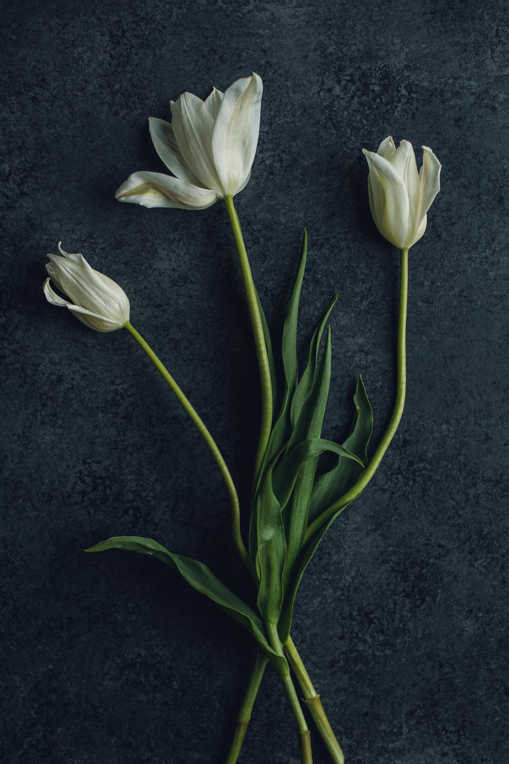 White French Tulip Trio Floral Print