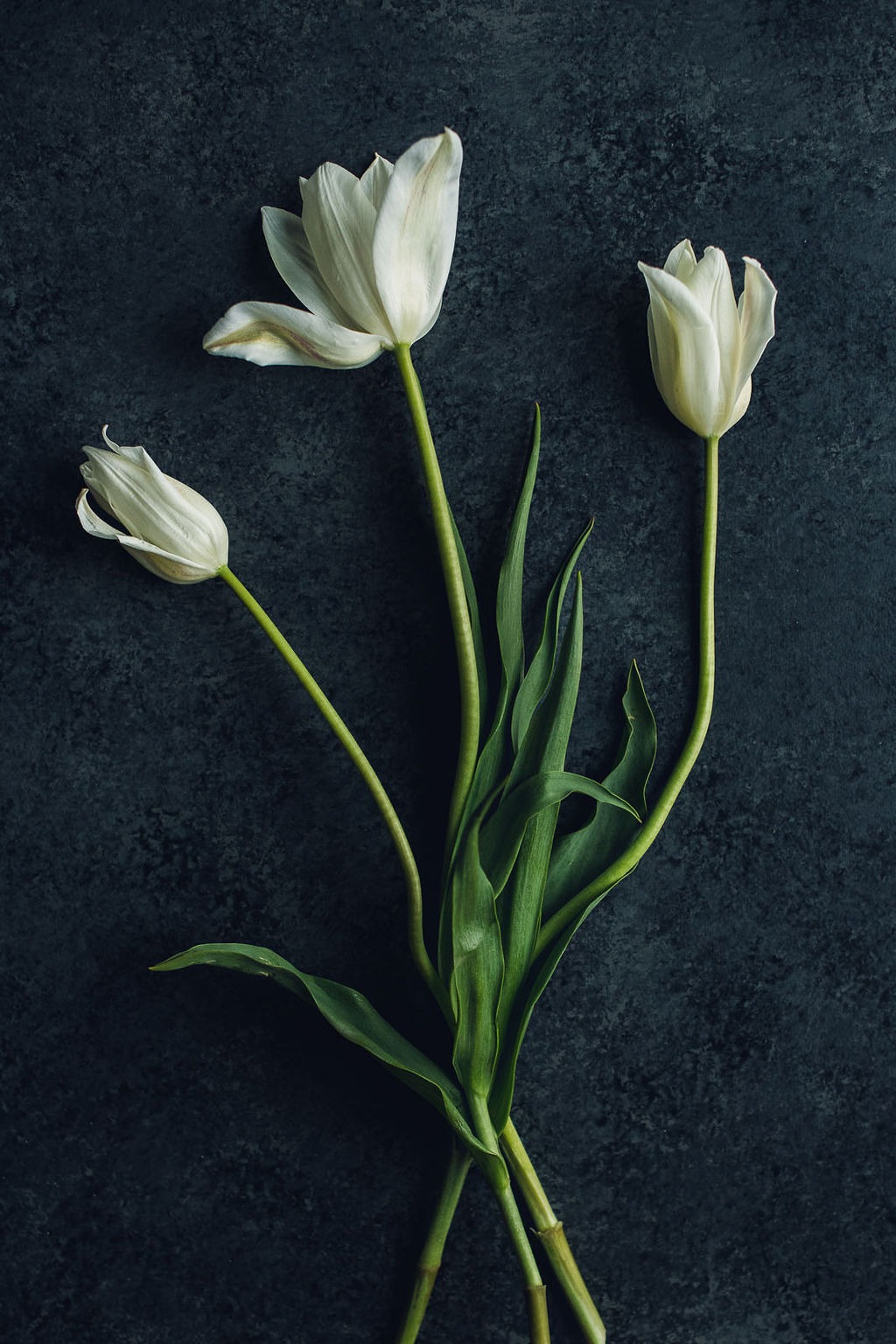 Floral Print - Final-8540(Spring2019)